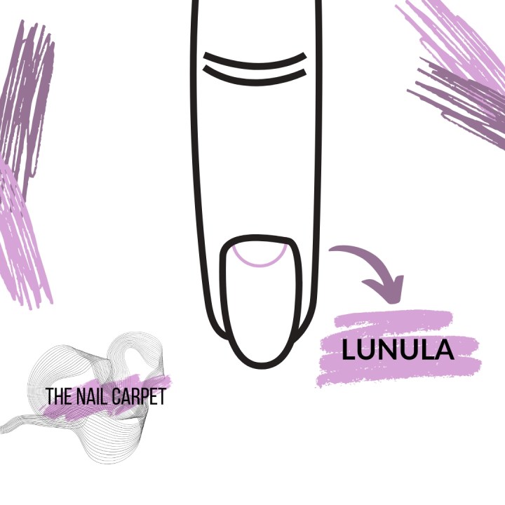 LUNULA